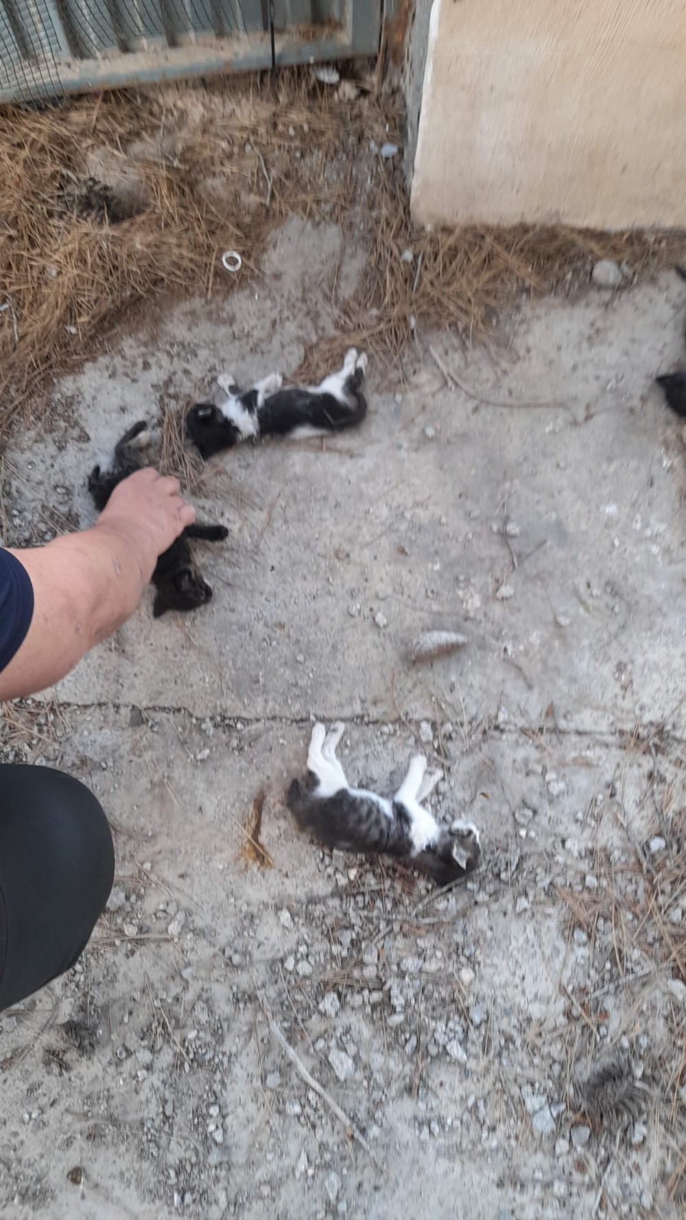 Denuncian la muerte violenta de crías de gato en Aguadulce