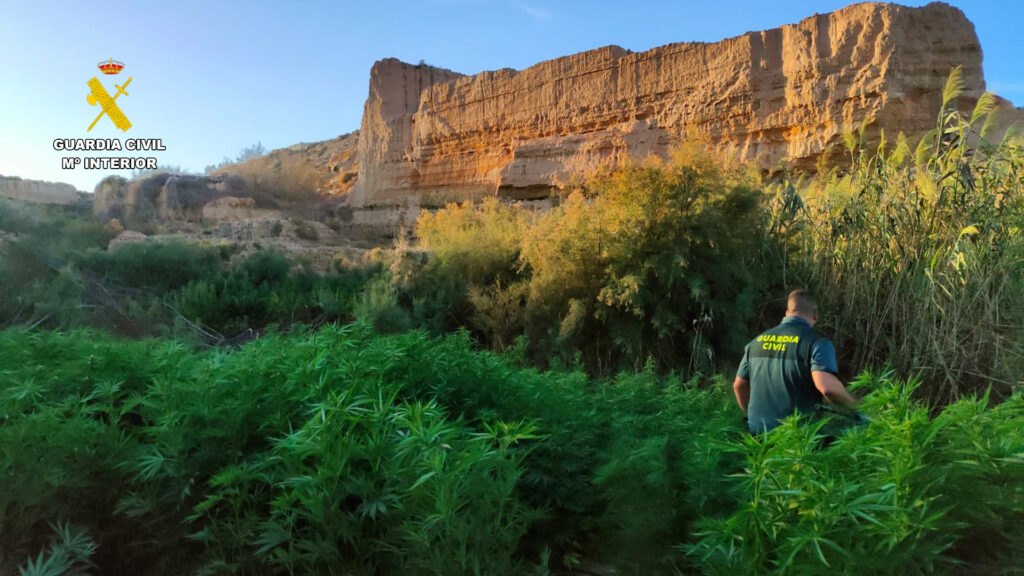 23 - Tres detenidos en la enésima operación contra el cultivo de marihuana en El Ejido