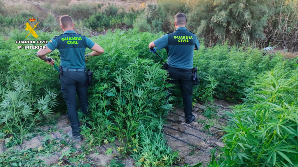 466 - Tres detenidos en la enésima operación contra el cultivo de marihuana en El Ejido