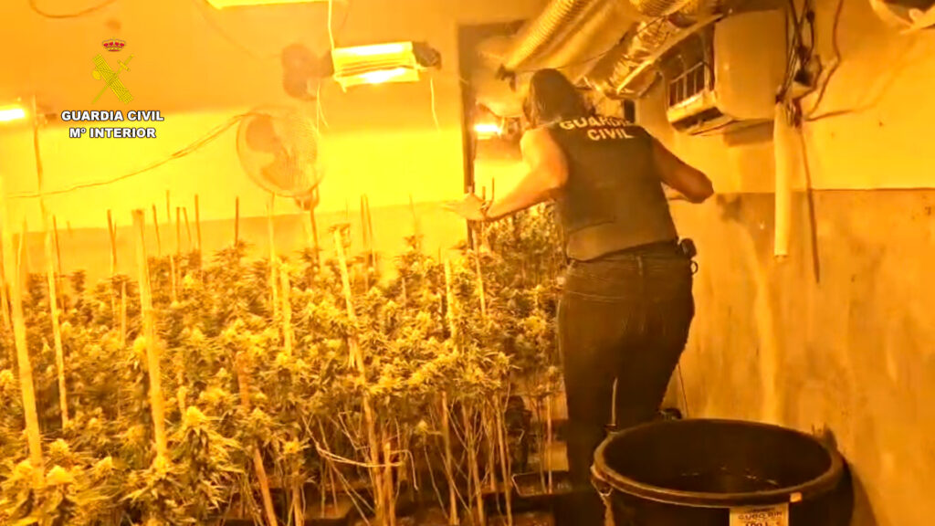 3 1 - La Guardia Civil intensifica la lucha contra los cultivos de marihuana en el Poniente