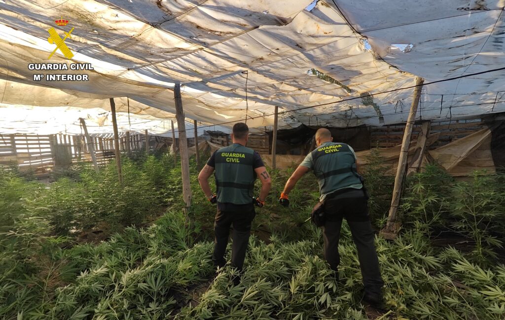 IMG 20250922 WA0012 - La Guardia Civil intensifica la lucha contra los cultivos de marihuana en el Poniente