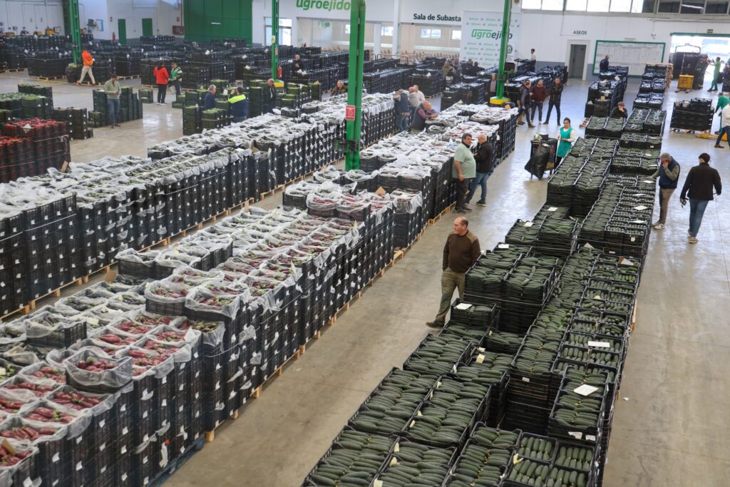 2 El Ejido comercializa casi el 70 de las frutas y hortalizas de toda la .ndaluz - El Ejido, centro neurálgico de producción, comercialización e investigación agrícola