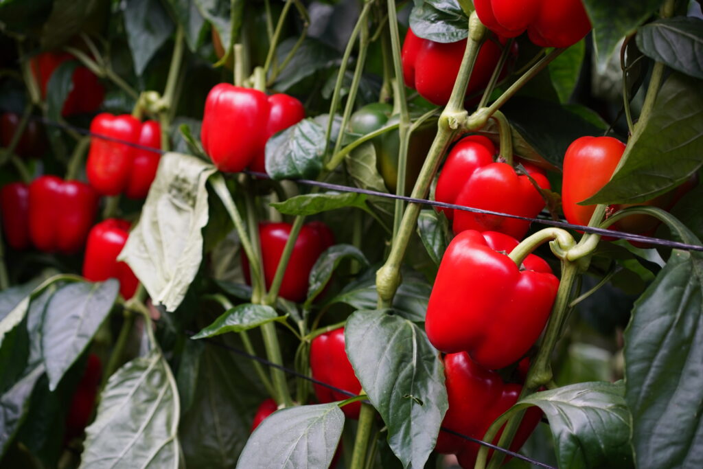 5 El cultivo es el producto mayoritario con 100 de implantacio¦un del cont.lo¦ugico - El Ejido, centro neurálgico de producción, comercialización e investigación agrícola
