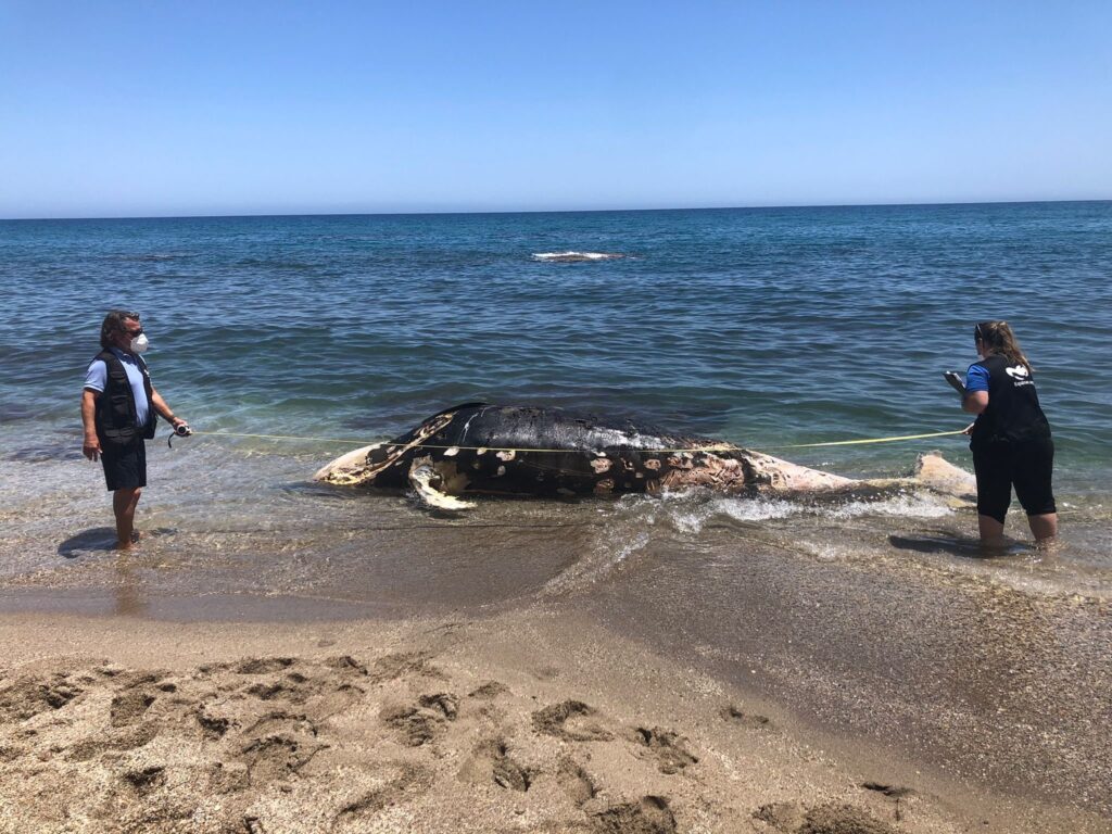 635894465 1321020546720211 8494819417205358920 n - Equinac deja de atender los varamientos de tortugas y cetáceos tras casi tres décadas