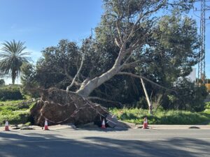 Árbol caído entre Santa María del Águila y El Ejido. /DC ARBOL CAIDO ENTRE SANTA MARIA DEL AGUILA Y EL EJIDO 1 - Árboles derribados, invernaderos arrancados y dos heridos: el balance de Oriana en el Poniente almeriense