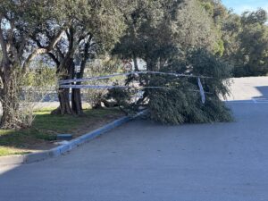 ARBOLES PARTIDOS EN PARAJE EL 30 ARBOLES PARTIDOS EN PARAJE EL 30 - Árboles derribados, invernaderos arrancados y dos heridos: el balance de Oriana en el Poniente almeriense