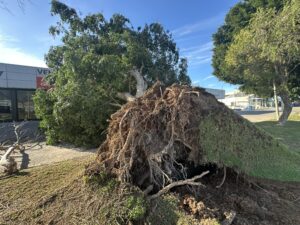 FICUS CAIDO FRENTE A MERCEDES DE EL EJIDO 1 5 FICUS CAIDO FRENTE A MERCEDES DE EL EJIDO 1 5 - Árboles derribados, invernaderos arrancados y dos heridos: el balance de Oriana en el Poniente almeriense