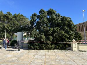 FICUS DEL PARQUE FICUS DEL PARQUE - Árboles derribados, invernaderos arrancados y dos heridos: el balance de Oriana en el Poniente almeriense