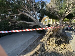 FICUS DEL PARQUE 4 FICUS DEL PARQUE 4 - Árboles derribados, invernaderos arrancados y dos heridos: el balance de Oriana en el Poniente almeriense