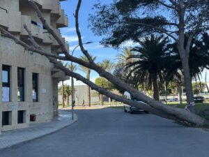 PINOS CAIDOS SOBRE LA FACHADA DE EJIDOHOTEL 1 PINOS CAIDOS SOBRE LA FACHADA DE EJIDOHOTEL 1 - Árboles derribados, invernaderos arrancados y dos heridos: el balance de Oriana en el Poniente almeriense