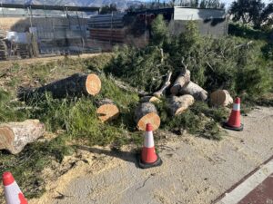 TALA DEL ARBOL CAIDO ENTRE LA ALDEILLA Y LA REDONDA (1) TALA DEL ARBOL CAIDO ENTRE LA ALDEILLA Y LA REDONDA 1 - Árboles derribados, invernaderos arrancados y dos heridos: el balance de Oriana en el Poniente almeriense
