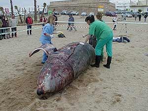 WhatsApp Image 2026 02 17 at 18.22.46 - Equinac deja de atender los varamientos de tortugas y cetáceos tras casi tres décadas