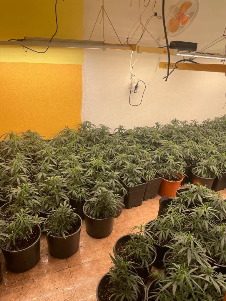 Marihuana Vícar