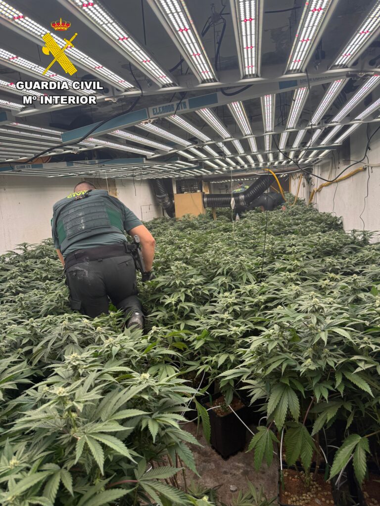 EDITADA - La Guardia Civil ha detenido este 2026 a 30 persona relacionadas al tráfico de drogas e interviene 900 plantas de marihuana