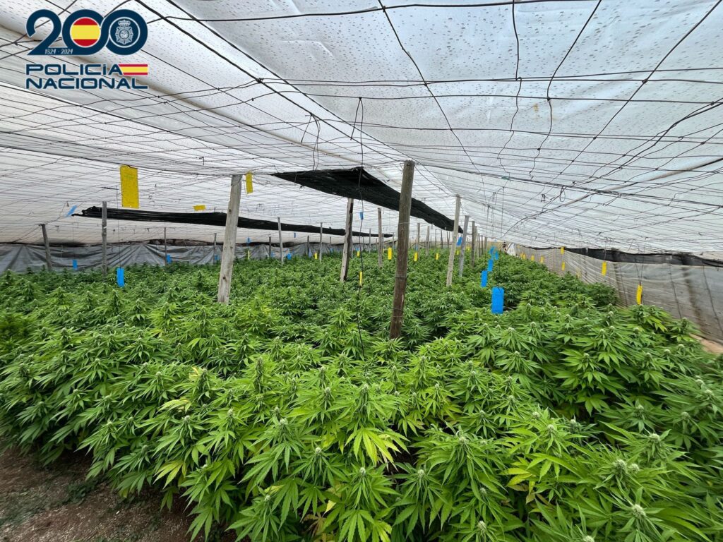 FOTO1 200 - Gran despliegue de la Policía Nacional en Matagorda para desmantelar un invernadero de marihuana