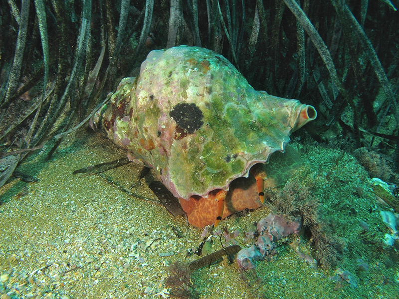 noticia1 - Las caracolas de la Virgen del Carmen regresan a Balerma