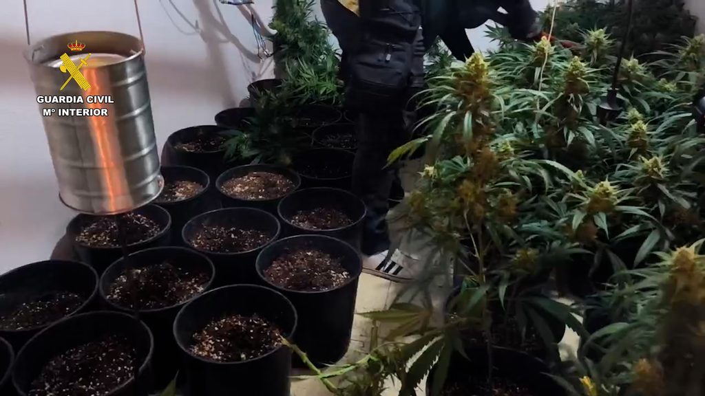 2 1024x576 1 - La Guardia Civil se incauta 120 plantas de marihuana y detiene a dos personas en Roquetas de Mar