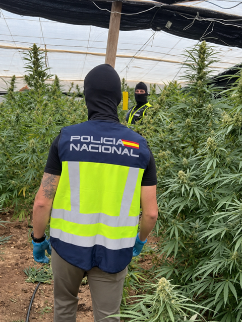 701488E6 3E87 4AE7 88B6 A51FF74C75A1 - Tres detenidos en la última operación policial contra el cultivo de marihuana en Matagorda
