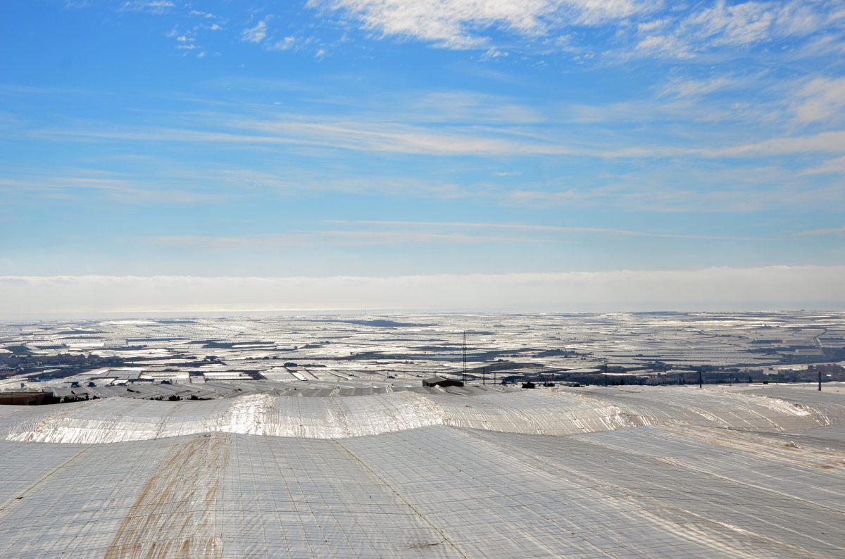 El Ejido cuenta con más de 13.500 hectáreas de superficie invernada.