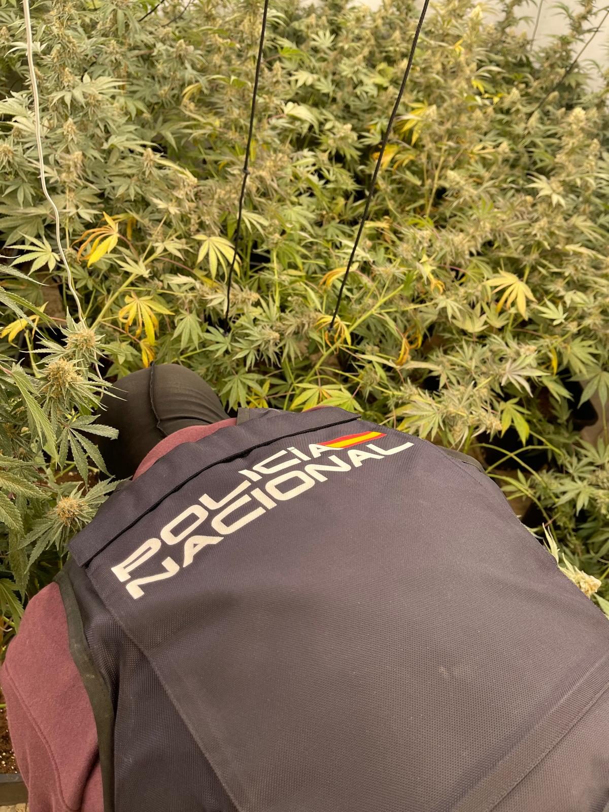 Imagen de una plantación de marihuana intervenida. /DC