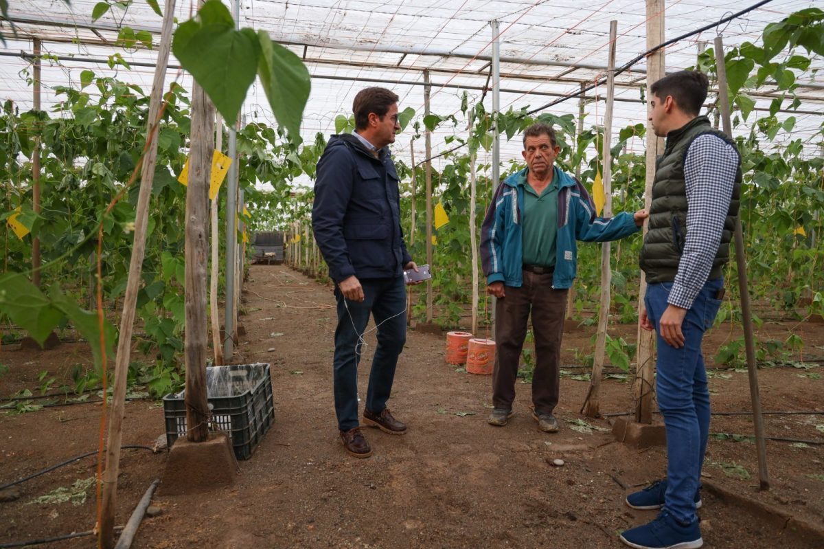 Gongora y el edil de Agricultura, Manuel Martínez, visitan un invernadero. /DC