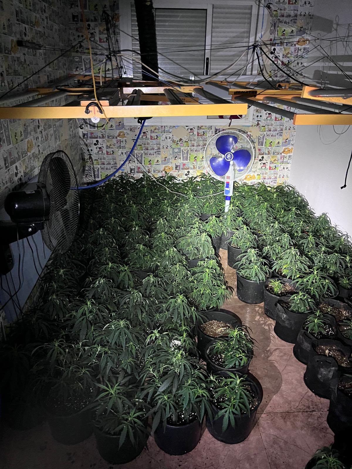Plantación de marihuana hallada en  La Gangosa. /DC