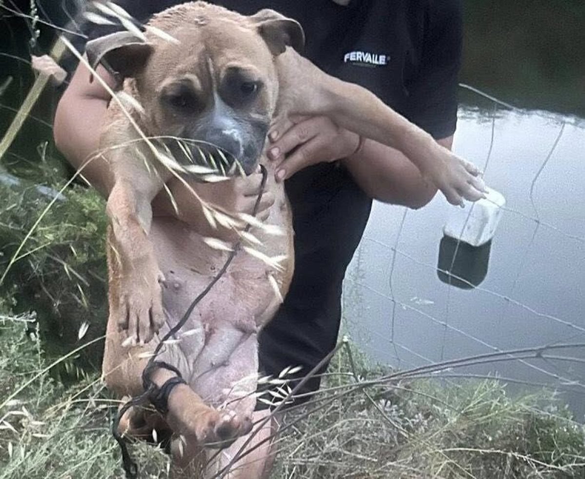 Así encontraron a la perrita al sacarla de la balsa. /DC