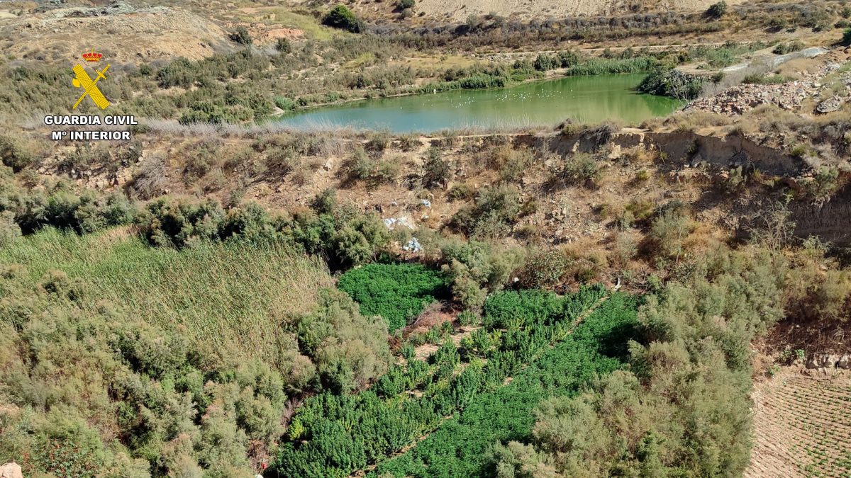 Plantación de 'maría' en la la Cañada Onayar. /G.C.