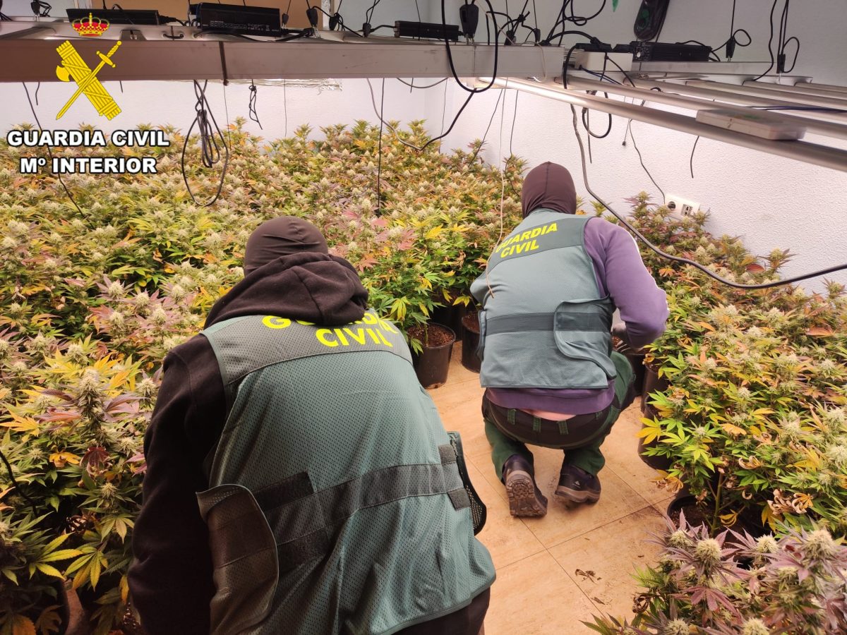 Agentes de la Guardia Civil en una plantación de marihuana. /DC