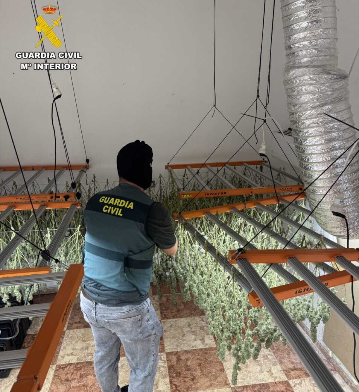 Secadero de marihuana en El Ejido. /DC