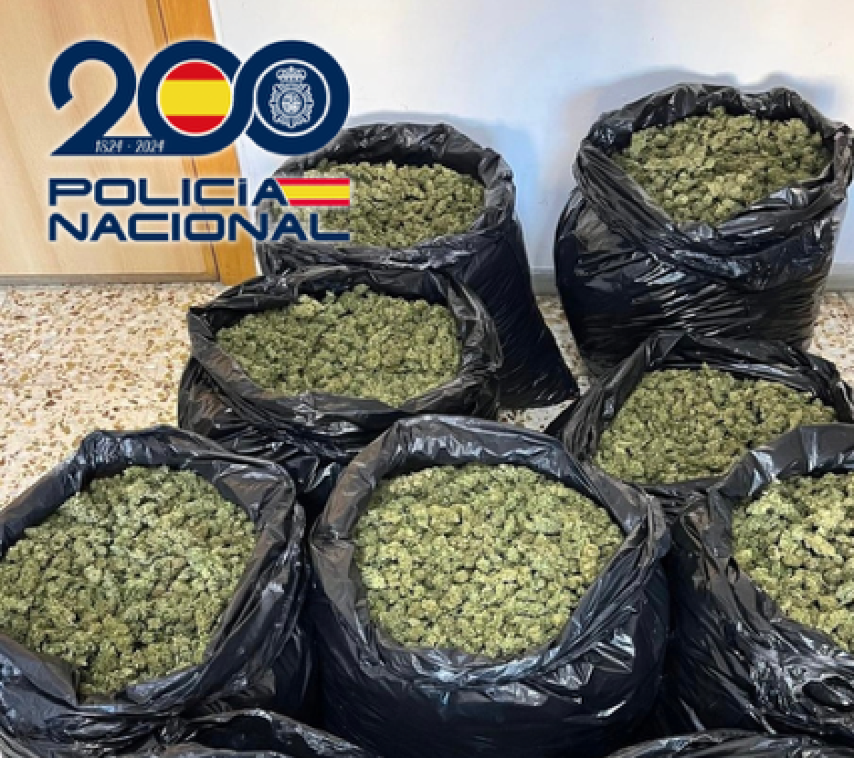 Cogollos incautados en Matagorda. /P. N.