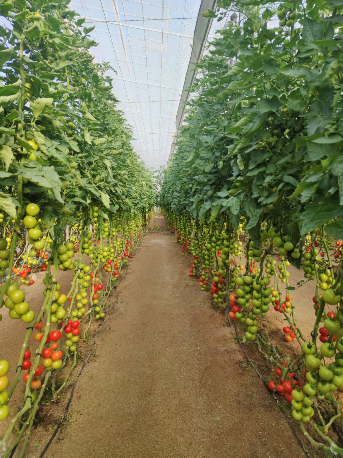 Tomate