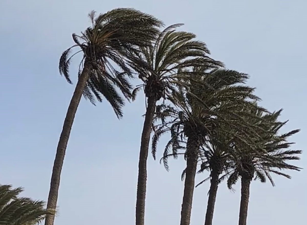 El Palmeral de Balerma azotado por el viento. /F. L. V.