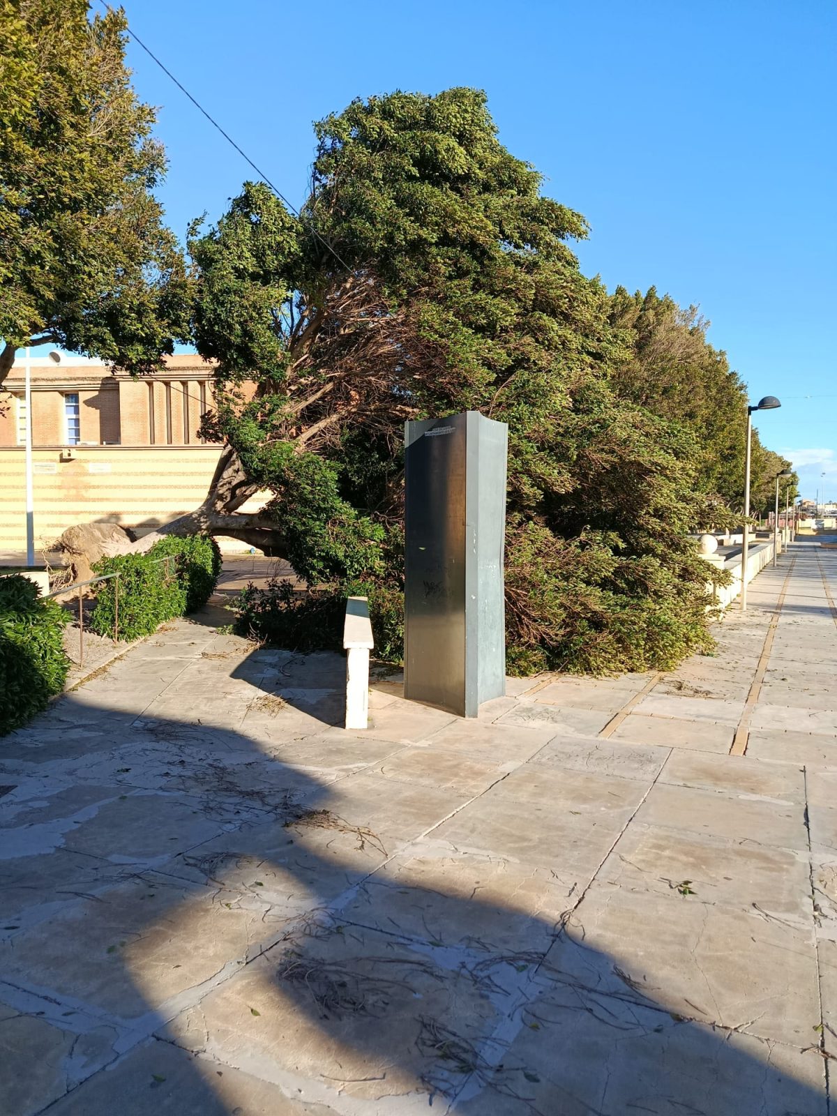 Ficus caído en el Parque Municipal de El Ejido