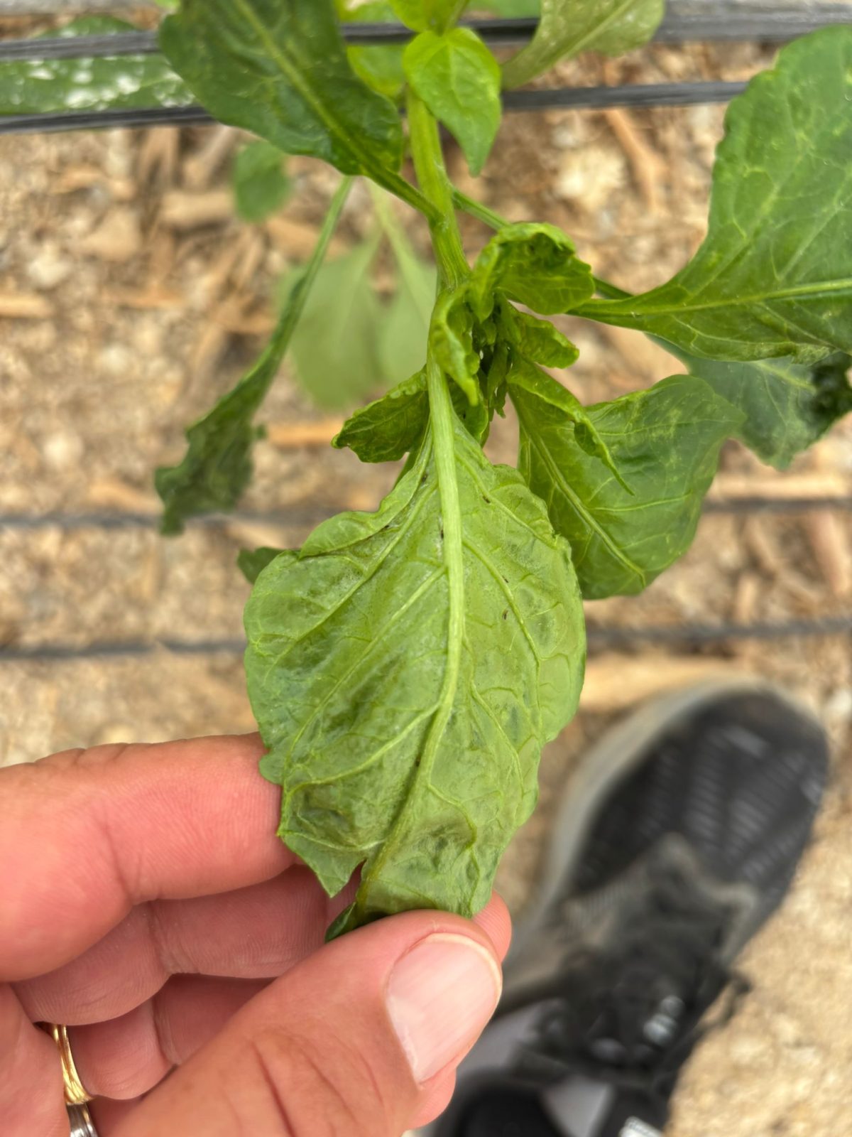 Planta afectada por Thrips parvispinus