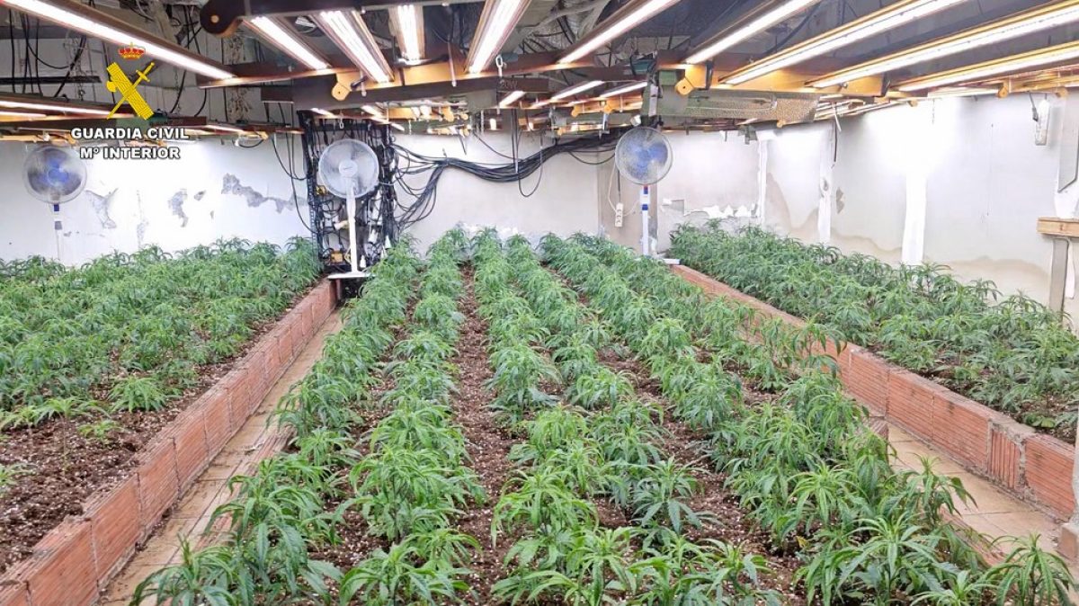 La Guardia Civil desmantela dos cultivos ilegales de marihuana y detiene a cuatro personas en dos operaciones en el Poniente