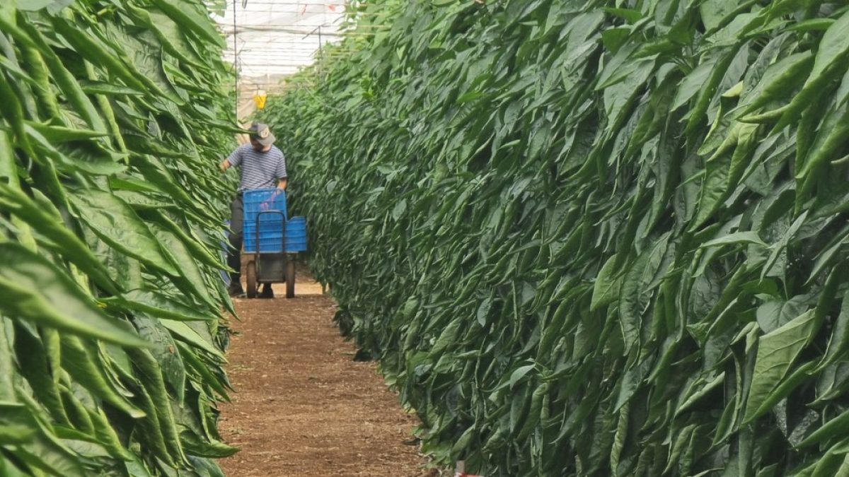 ASAJA rechaza la reducción de la jornada laboral y alerta del grave impacto para el sector agrario