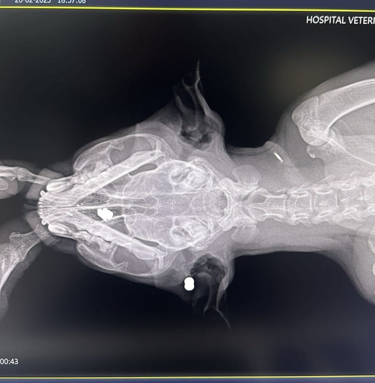 Encuentran un gato con cuatro perdigones alojados en su interior en Almerimar
