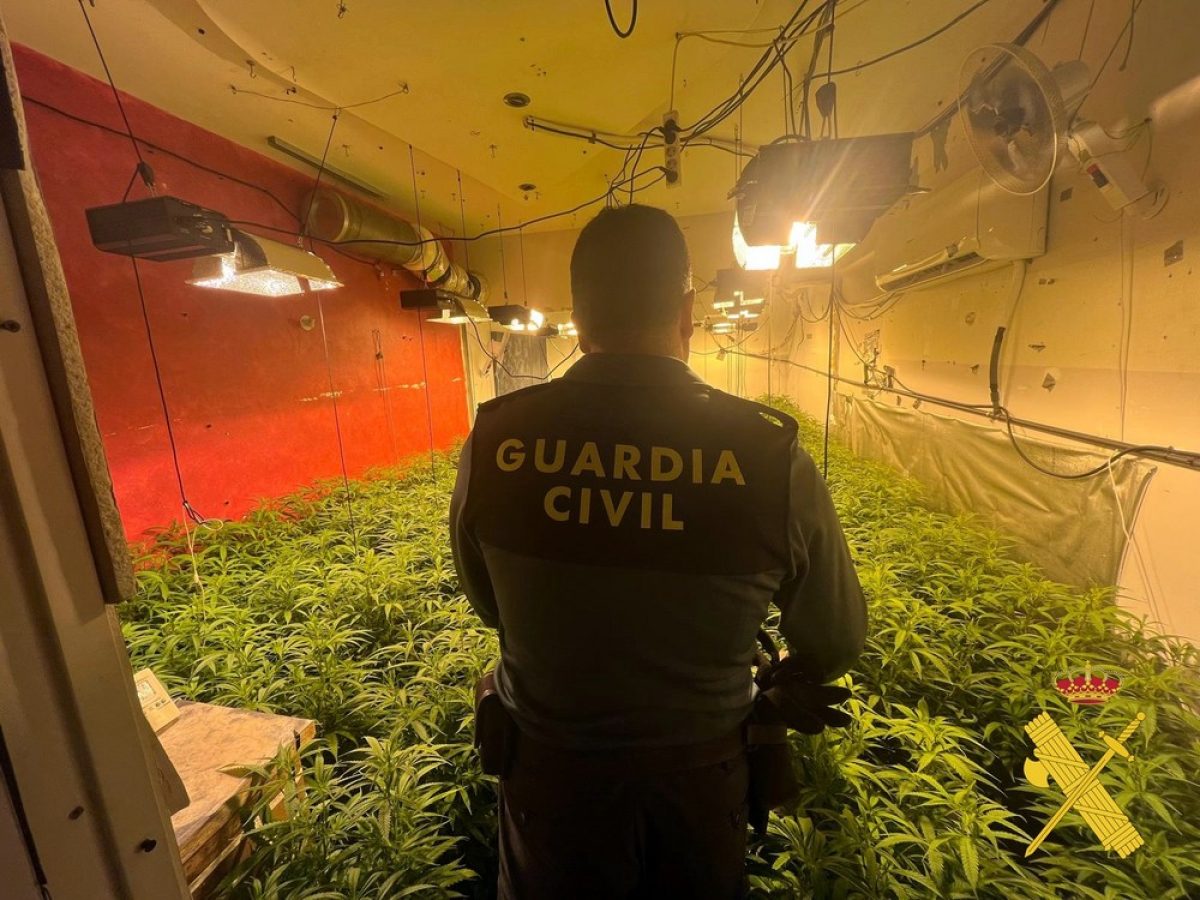 La Guardia Civil desmantela una plantación de 4.000 plantas de marihuana en Vícar