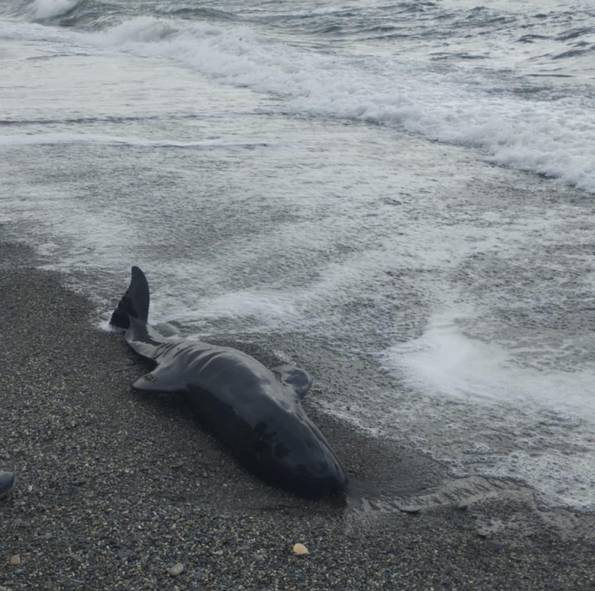 Encuentran una cría de calderón varada en la Playa de La Caracola de Adra