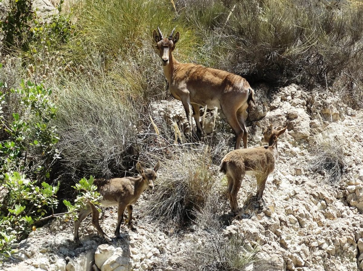 Las cabras montesas de Aguadulce