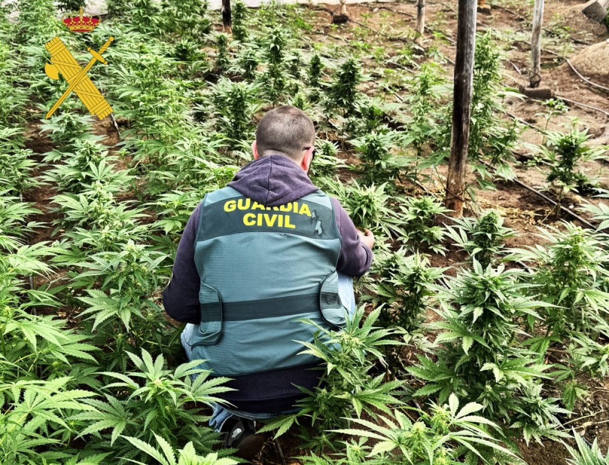 Desmantelan una plantación de marihuana oculta en un invernadero en el paraje el Marchalejo de Adra