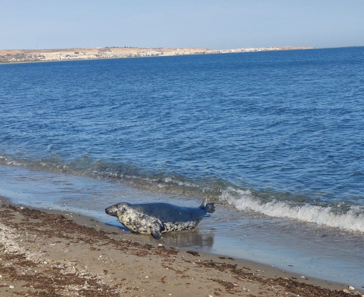 La famosa foca Carmela llega hasta el Poniente y se deja ver en Balerma, Balanegra y Guardias Viejas