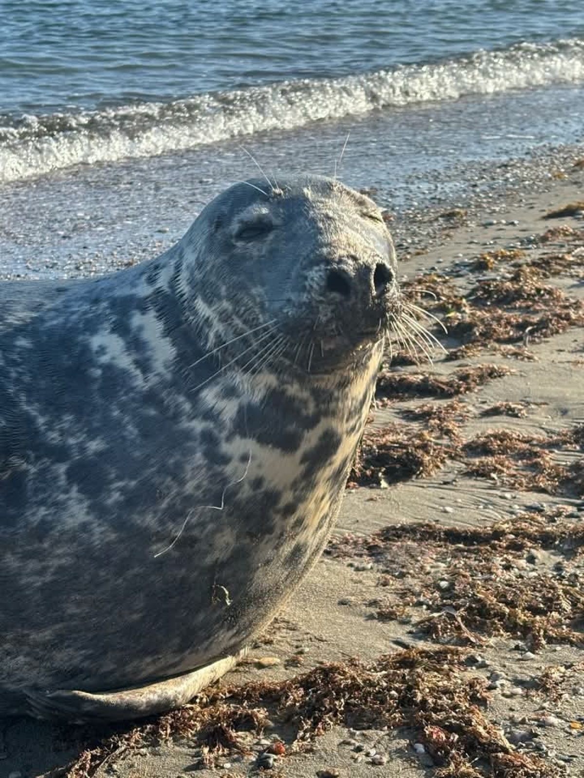 La foca Carmela se clava un anzuelo en su paso por Poniente y los expertos avisan: "Que nadie intente quitárselo"