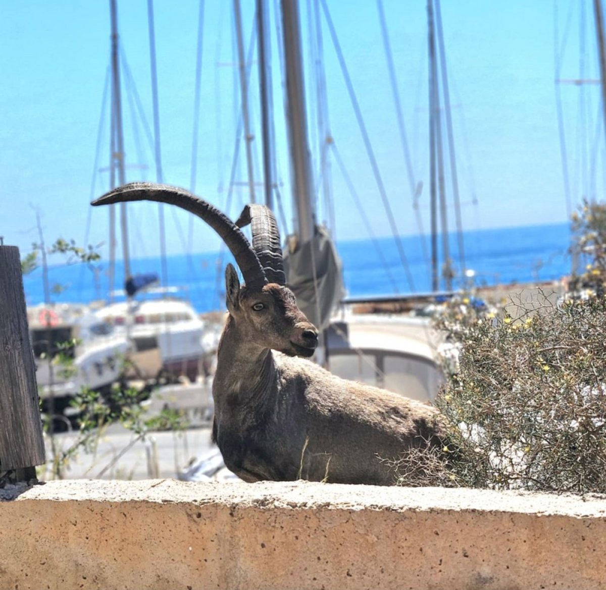 La curiosa estampa de un macho de cabra montesa en el puerto de Aguadulce