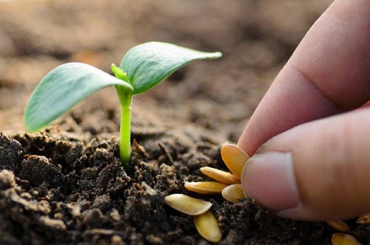 El mayor abanico de semillas hortícolas estará disponible en Infoagro Exhibition