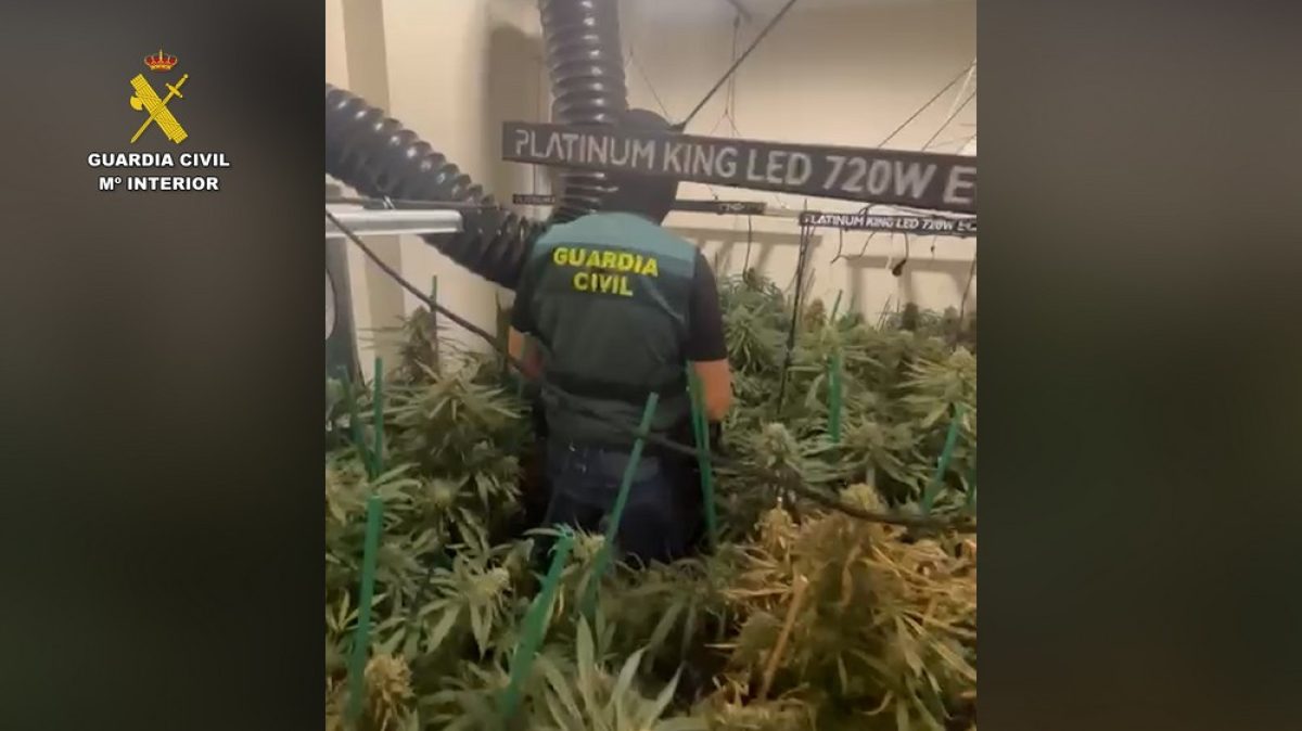 Ingresan en prisión los responsables de una plantación de \'maría\' en Aguadulce