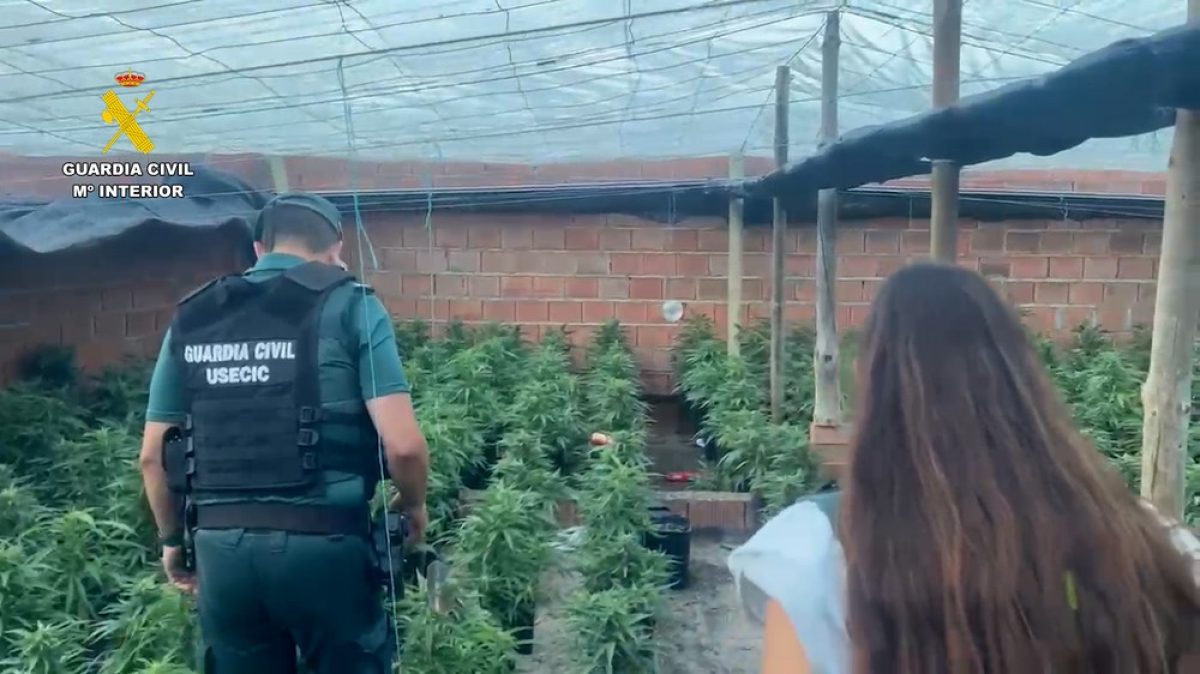 Doce detenidos en el último golpe contra el cultivo de marihuana en El Ejido